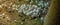 White and beautiful small toadstool mushrooms in the rainforest