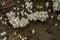 White and beautiful small toadstool mushrooms in the rainforest