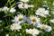 White beautiful sunny daisies in the garden. view of small flowers from the top