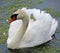 White Beautiful Swan