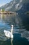 White beautiful swan on a lake in the famous mountain village of Hallstatt in the Austrian Alps on a warm autumn day.