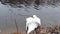 White beautiful swan on a pond in winter