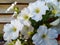 White beautiful and tender garden petunias in a flower bed close-up