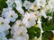 White beautiful and tender garden petunias in a flower bed close-up