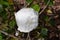 White Beautifull Camellia