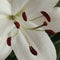 White beautifull lily