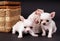 White beautifuls small Chihuahua puppys sitting