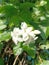 white beauty jasmine bloosom this morning