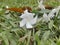 White beauty jesmin flower with green grass