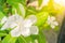 White beautyful flower in garden a name is Vinca flower or  Periwinkle Rose flower