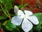 White beautyfull flower in rani sesion