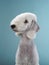 White Bedlington. close-up portrait of a dog.