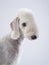 White Bedlington. close-up portrait of a dog. Charming pet