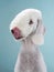 White Bedlington. close-up portrait of a dog. Charming pet