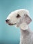 White Bedlington. close-up portrait of a dog. Charming pet