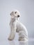 White Bedlington. close-up portrait of a dog. Charming pet