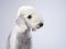 White Bedlington. close-up portrait of a dog. Charming pet