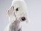 White Bedlington. close-up portrait of a dog. Charming pet