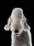 White Bedlington. close-up portrait of a dog. Charming pet