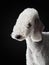 White Bedlington. close-up portrait of a dog. Charming pet