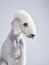 White Bedlington. close-up portrait of a dog. Charming pet