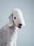 White Bedlington. close-up portrait of a dog. Charming pet