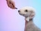 White Bedlington. close-up portrait of a dog. Charming pet