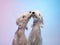 White Bedlington. close-up portrait of a dog. Charming pet