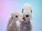 White Bedlington. close-up portrait of a dog. Charming pet