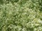 White bedstraw background