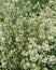 White bedstraw thicket background