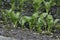 White beets seedlings in vegetable garden