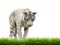 White begal tiger with green grass isolated