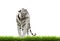 White begal tiger with green grass isolated