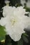 White Begonia  flower bunch bouquet,