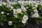 White Begonia grandis in the garden