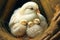 white beige chicken sits in nest hugging its little chicks