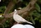 White and beige eurasian collared dove standing on white surface