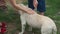 White and beige purebred labrador standing outdoors with unrecognizable women washing dog. Young Caucasian friends