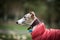 White and beige tiger color dog Whippet breed in a red suit