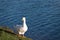 White beijing male duck is on the shore of the city pond.  It stands still with straight neck and head up. This is one of the most