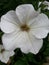 White bell flower in Dolomiti