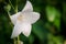 White bell flower and green background