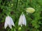 White bell lat. Campanula Persicifolia in raindrops