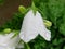 White bell lat. Campanula Persicifolia in raindrops