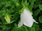 White bell lat. Campanula Persicifolia in raindrops