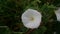 White bellflower