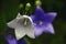 White bellflower Campanula