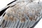 White bellie sea eagle feather