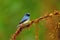 White bellied blue flycatcher, male, Cyornis pallipes, Ganeshgudi, Karnataka, India